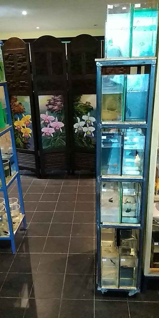 Mahachai and alien betta tanks at AF Plakad Thai facility